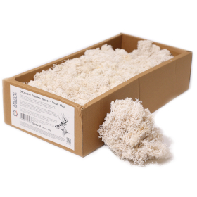 Hochwertiges Dekoration Islandmoos - Schneewittchen - 635g Box