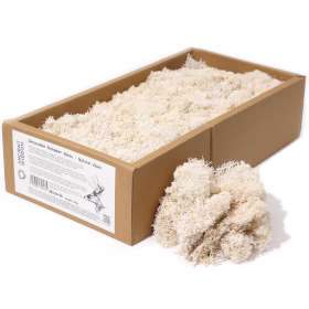 Hochwertiges Dekoration Islandmoos - Natural Vibes - 635g Box