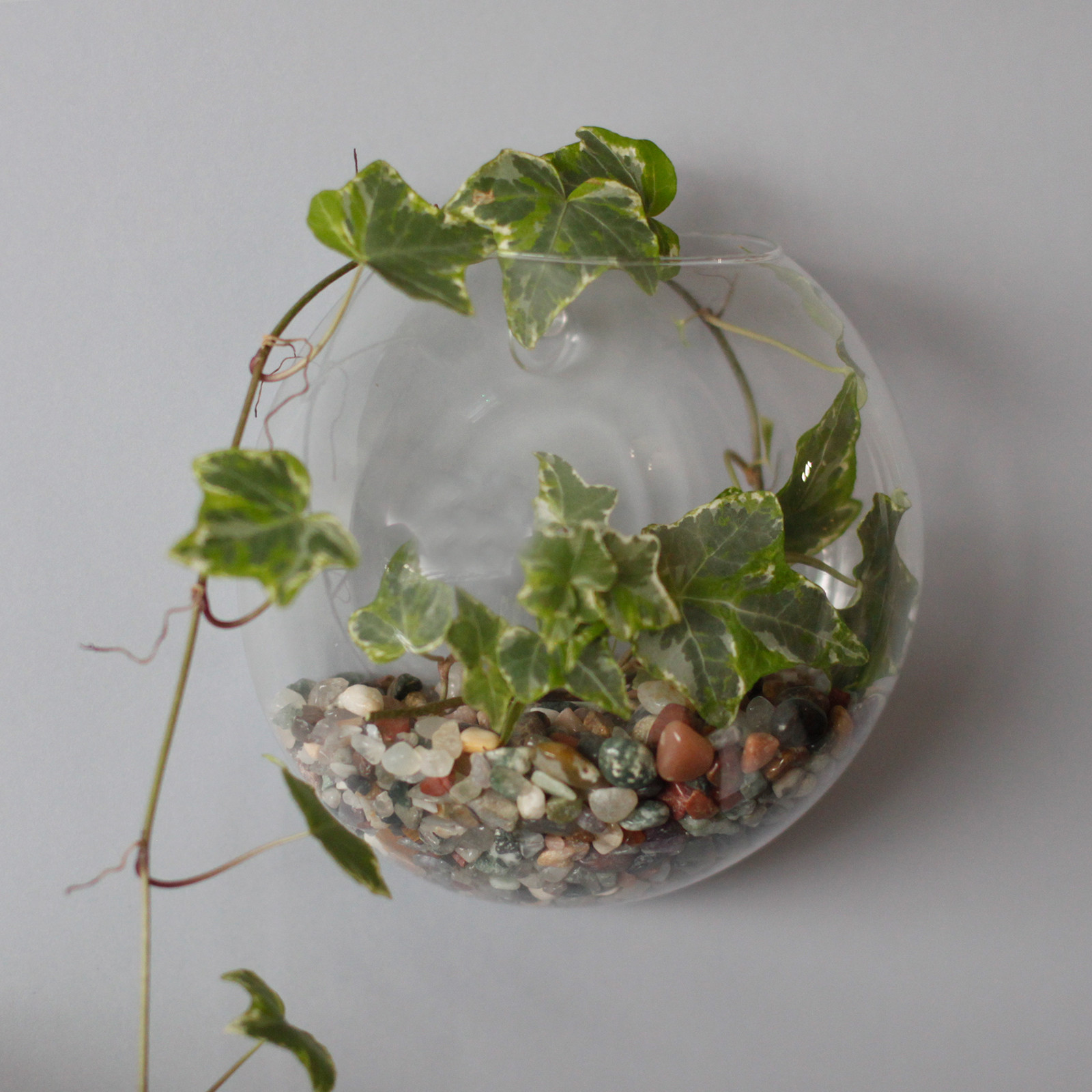 Glas Terrarium Kleine hängende Wandschale AWGifts